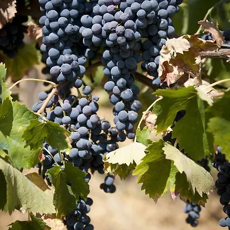 Agriturismo Cetine Vecchie 팜스테이 토리타디시에나